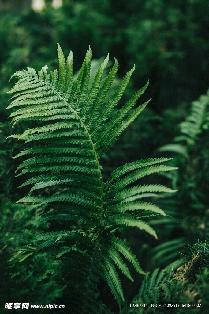翠绿蕨类植物特写