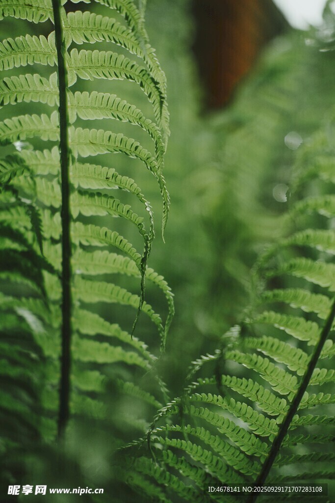 翠绿蕨类植物叶片特写