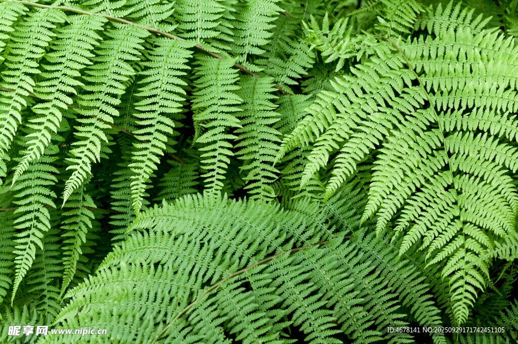 翠绿蕨类植物特写