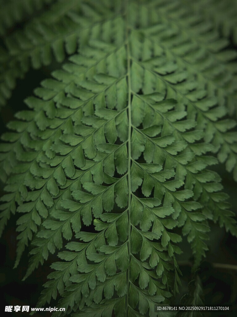 翠绿蕨类叶片特写