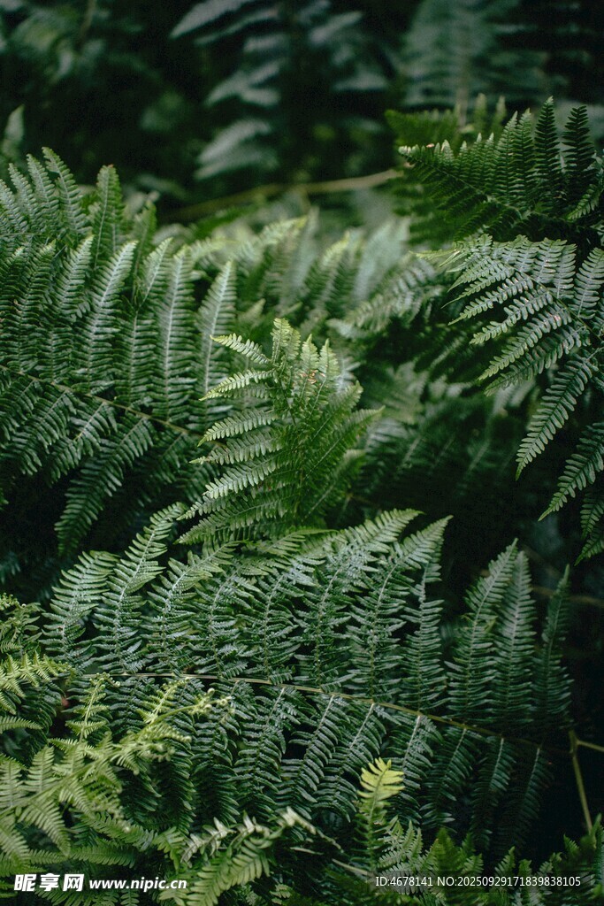 翠绿蕨类植物特写