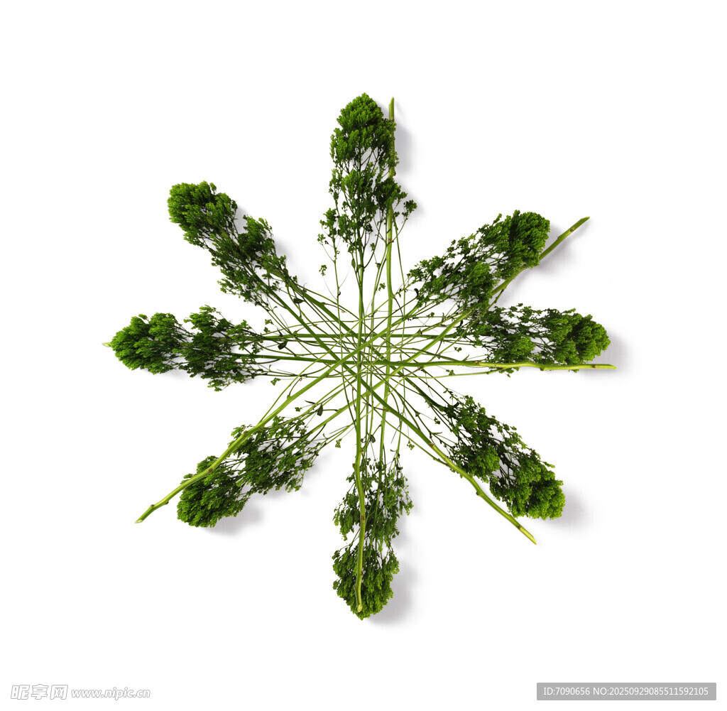 绿叶构成的星形植物 