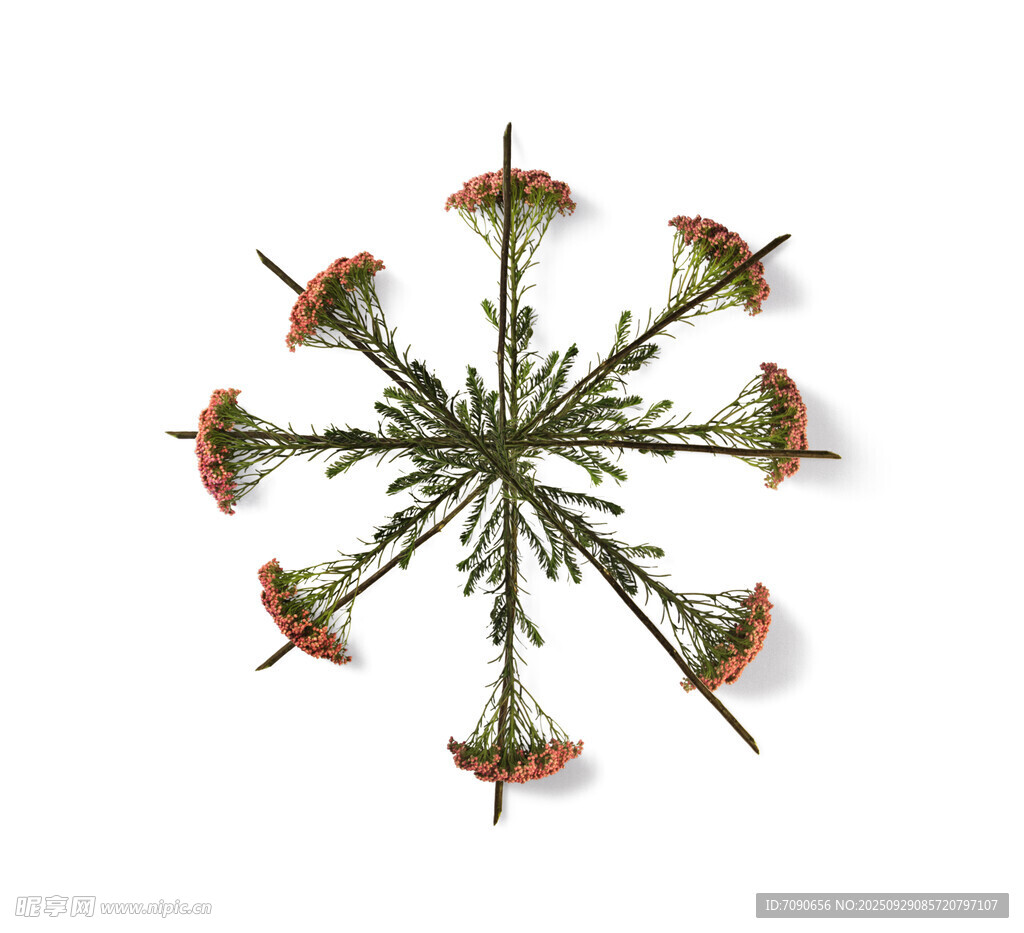 放射状花朵植物 