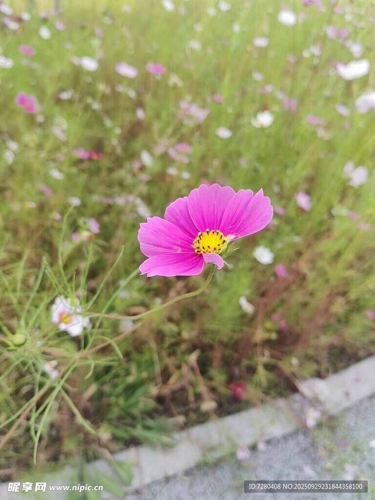 路边绽放的粉色格桑花