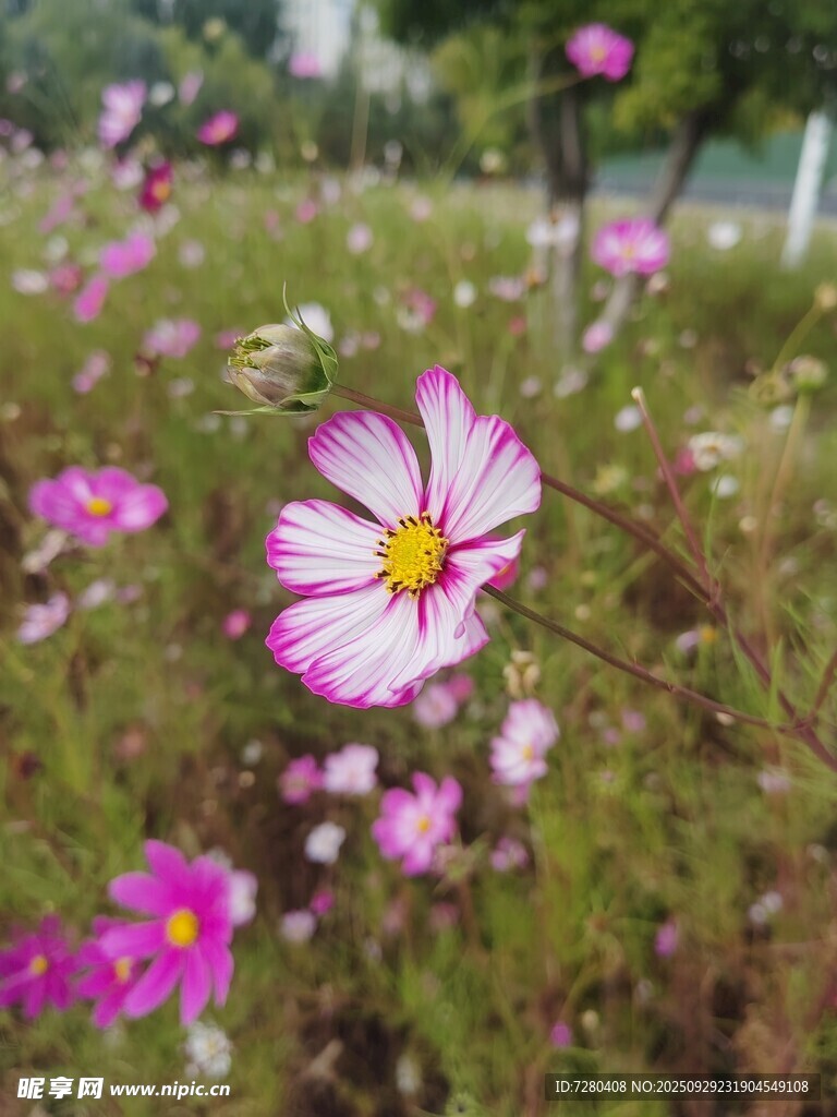 烂漫波斯菊绽放于绿野