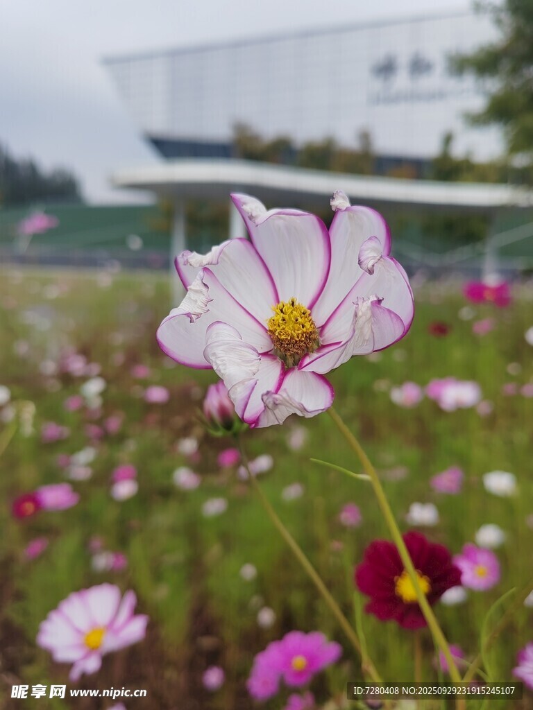 田野中的美丽波斯菊
