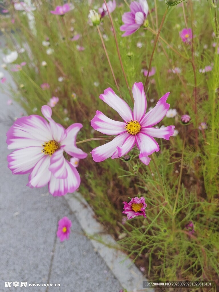 路边绽放的美丽格桑花
