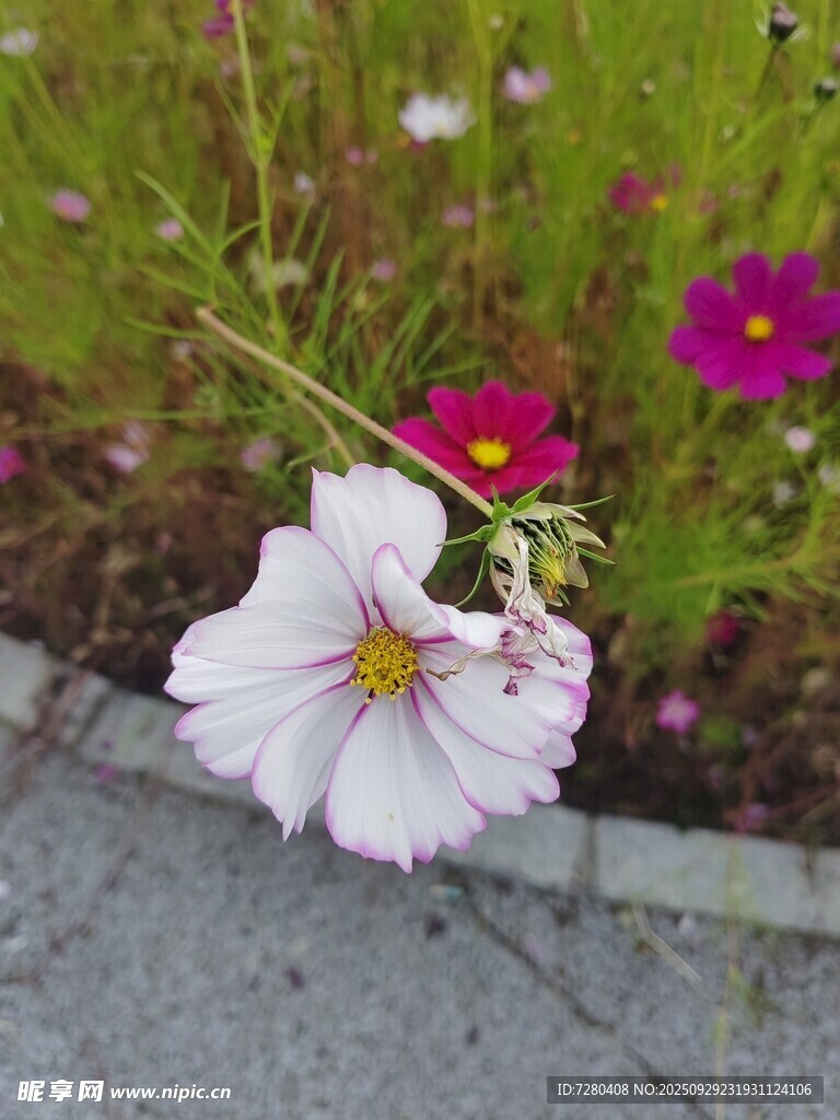 路边绽放的美丽白色小花