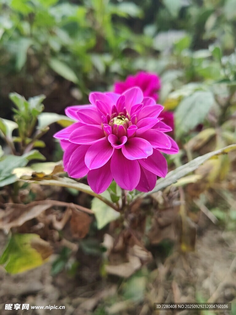娇艳绽放的紫色大丽花