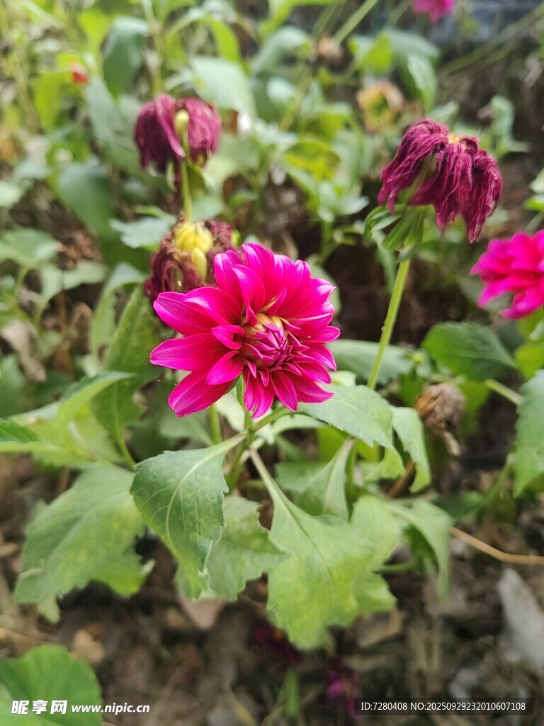 娇艳大丽花绽放于绿野