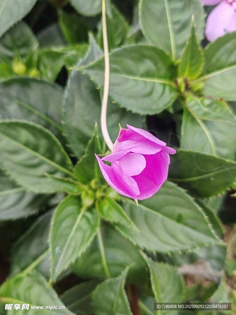 娇艳粉色牵牛花绽放绿叶间