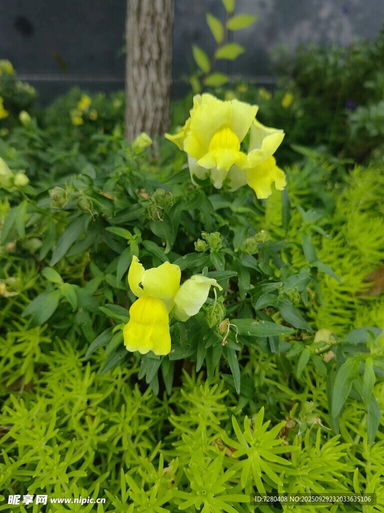 黄色花朵绽放于绿植间