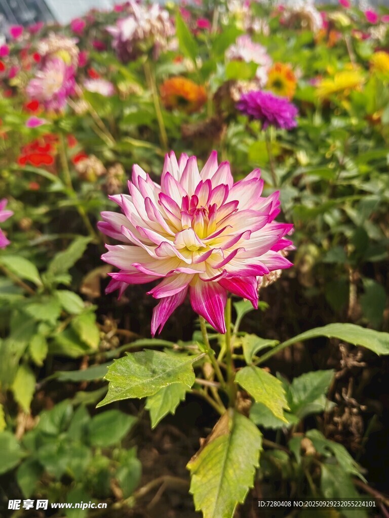 娇艳大丽花绽放于花丛中