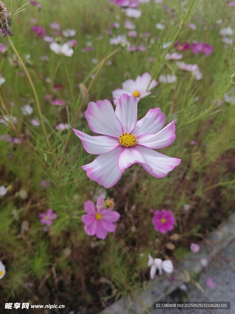田野中的美丽波斯菊