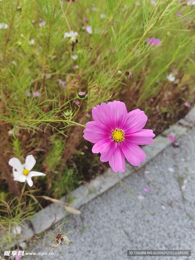 路边绽放的娇艳格桑花