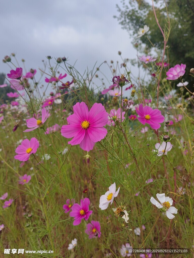 格桑花