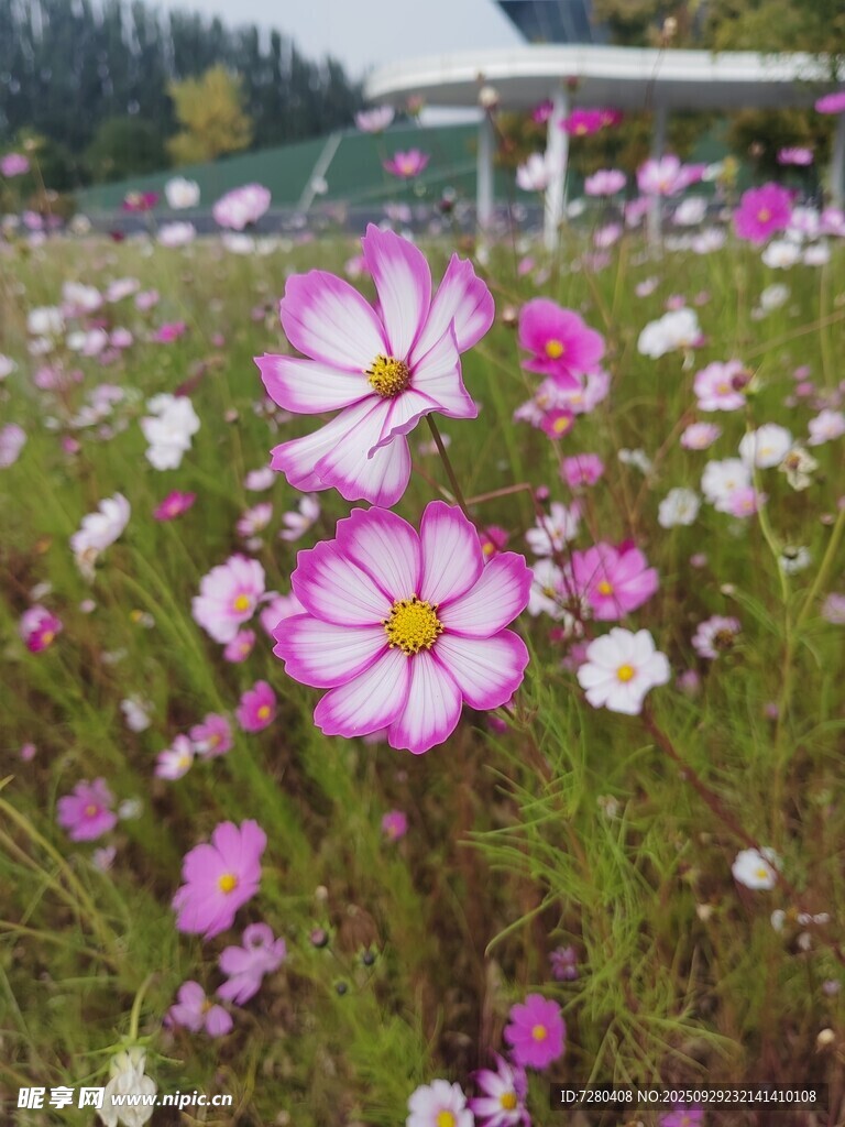 格桑花