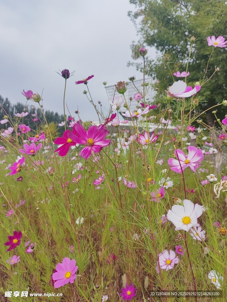 格桑花