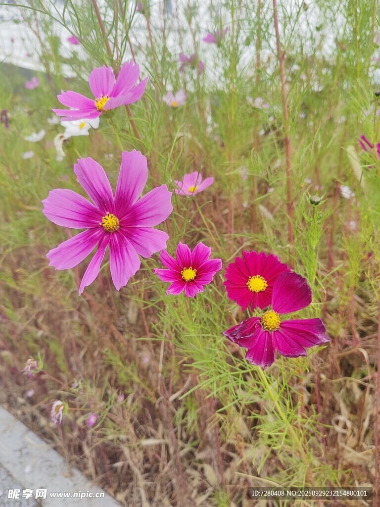 路边绽放的多彩格桑花