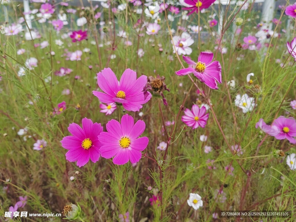 格桑花