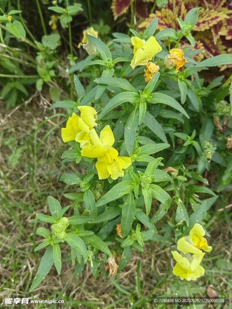 黄色小花绽放于绿叶间