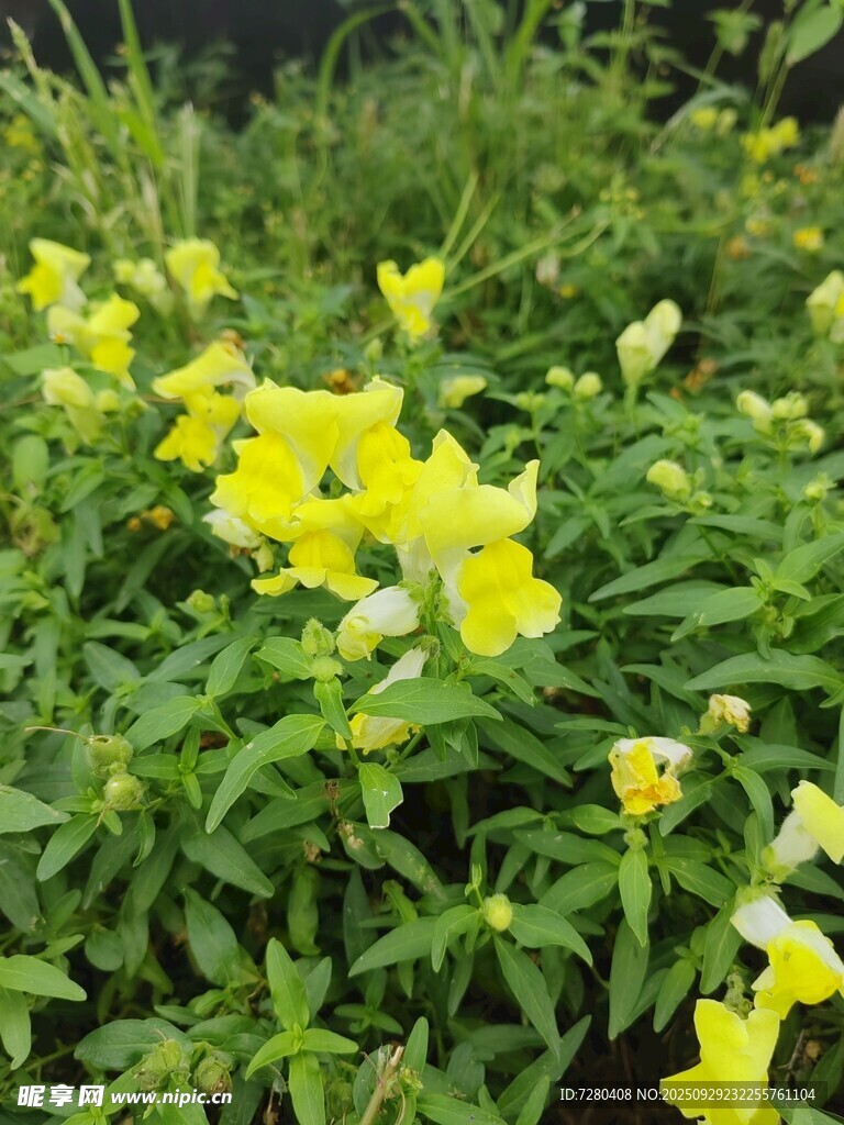 黄色小花绽放于绿叶间