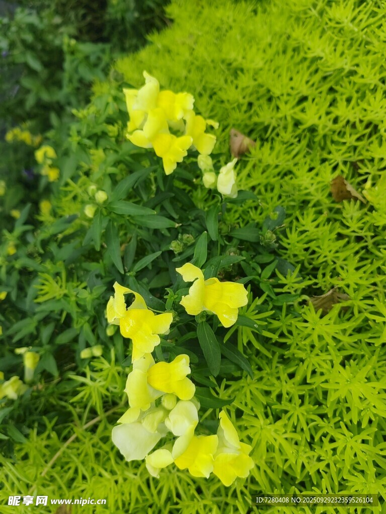 绿草间绽放的黄色小花
