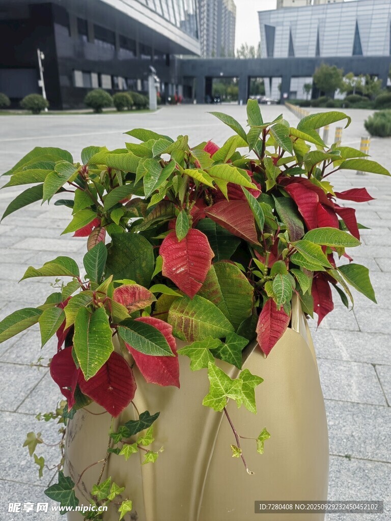 花盆中的多彩观叶植物
