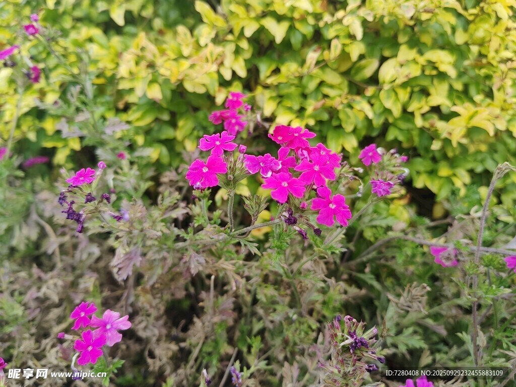 多彩花丛中的娇艳粉花