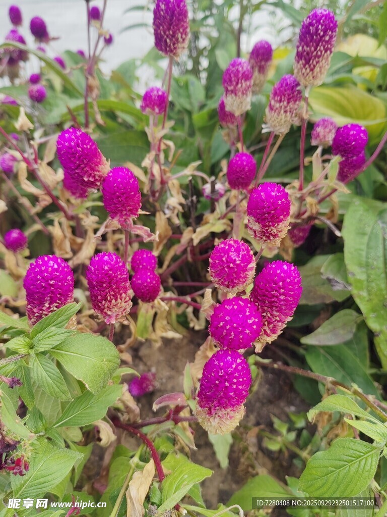 艳丽紫花绽放绿叶间