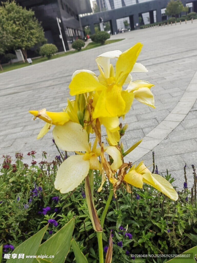 路边绽放的黄色美丽花卉