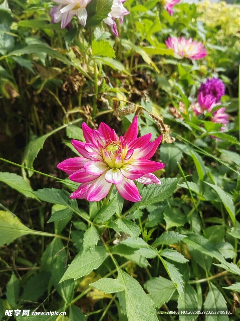 娇艳绽放的多彩花卉