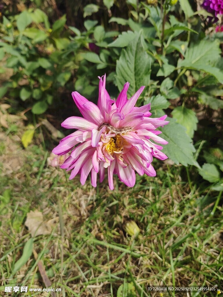 娇艳绽放的粉紫色大丽花