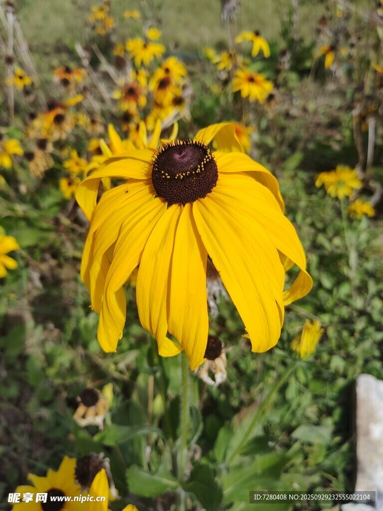 黄色黑心菊绽放于花丛