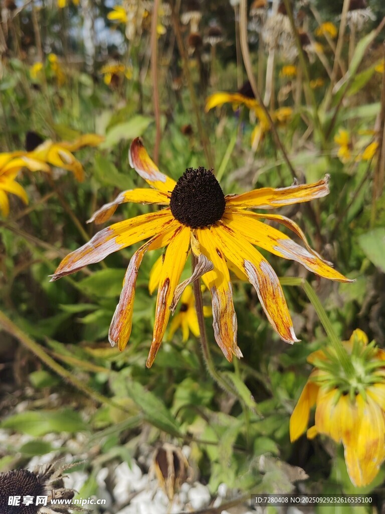 黑心金光菊绽放于花丛