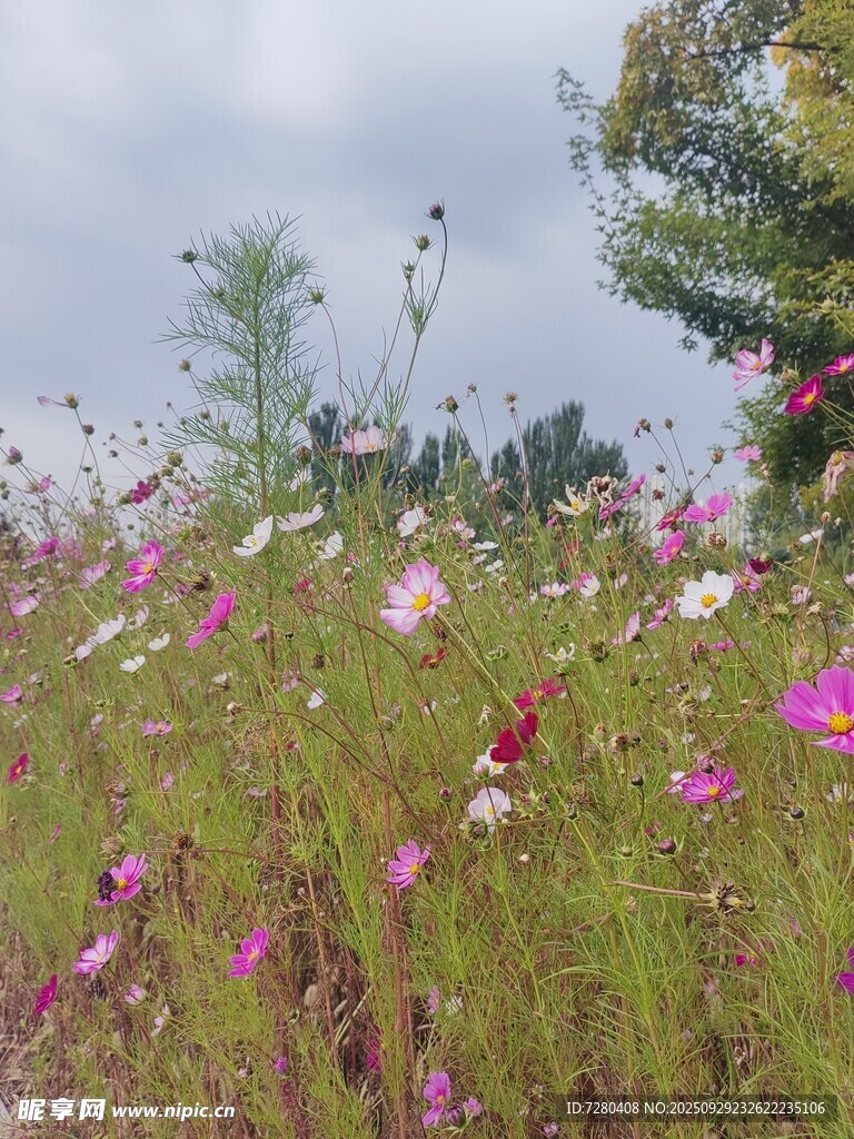 格桑花
