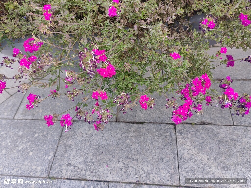石缝间绽放的娇艳粉花