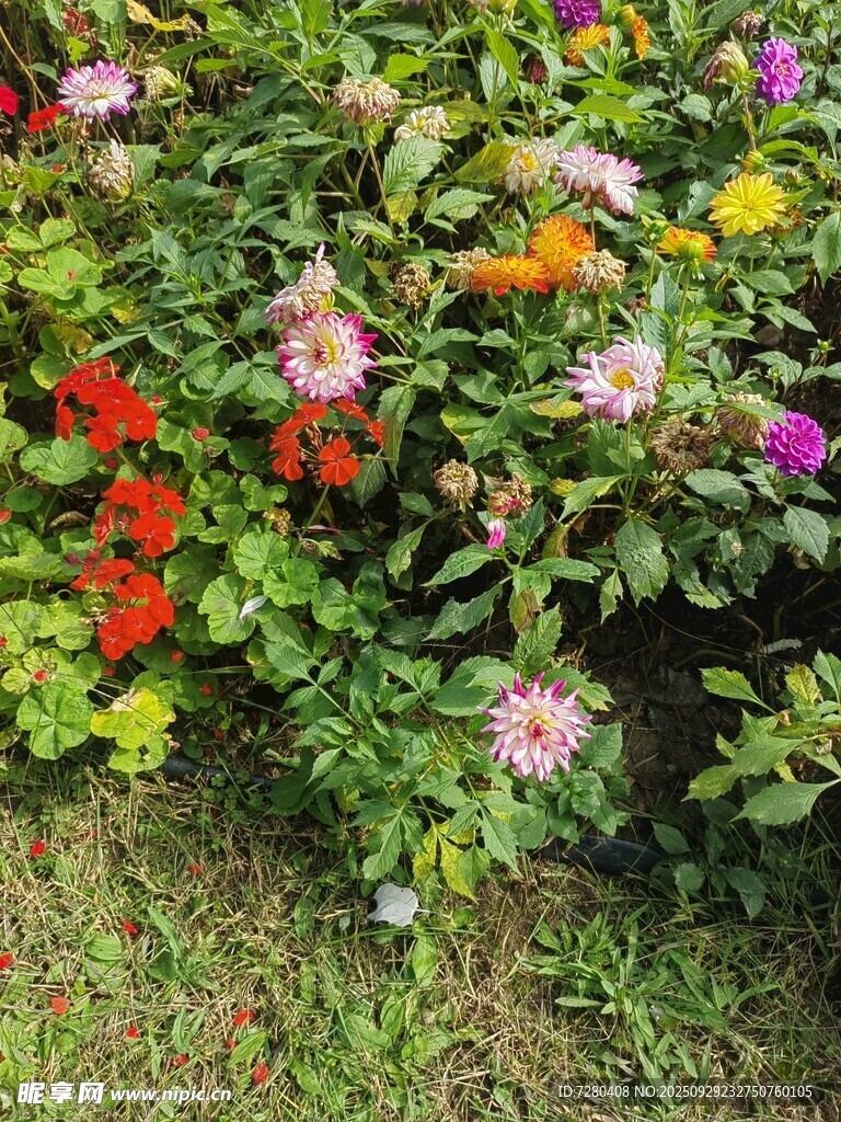 多彩花卉绽放于绿植间