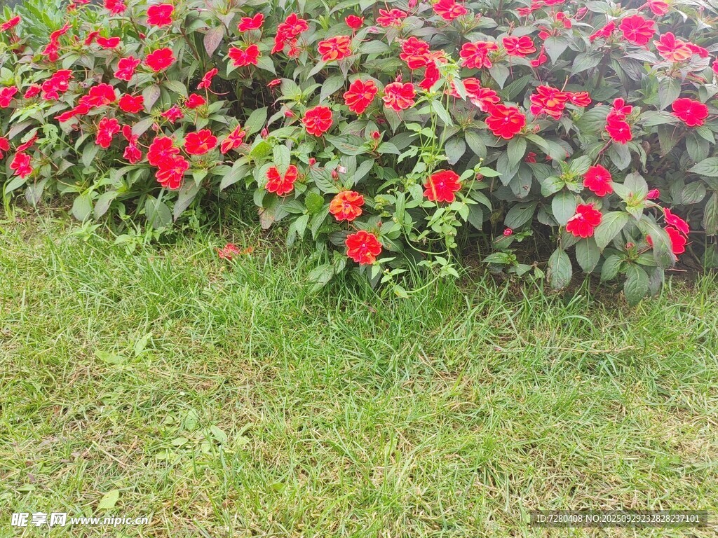 红花朵朵绽于翠绿草地