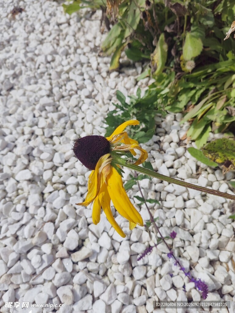 碎石间的黄色黑心菊
