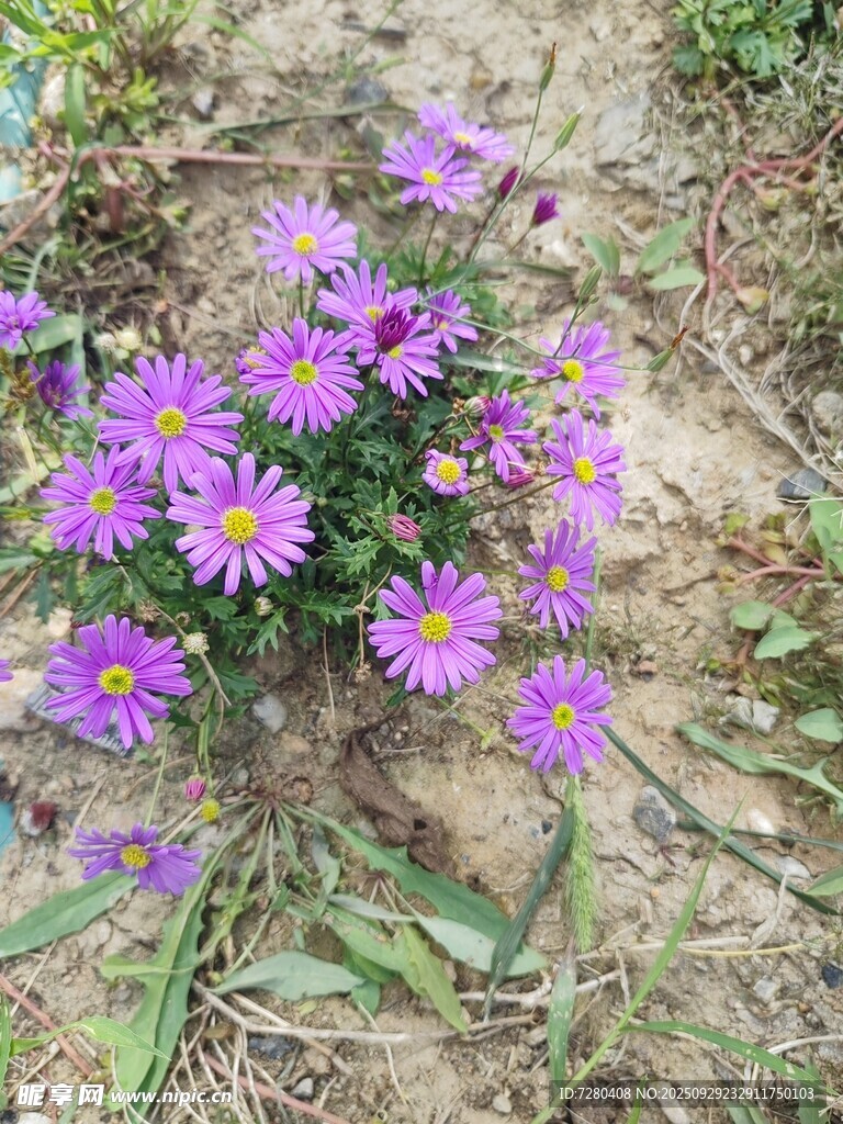 紫色小花绽放于土地间
