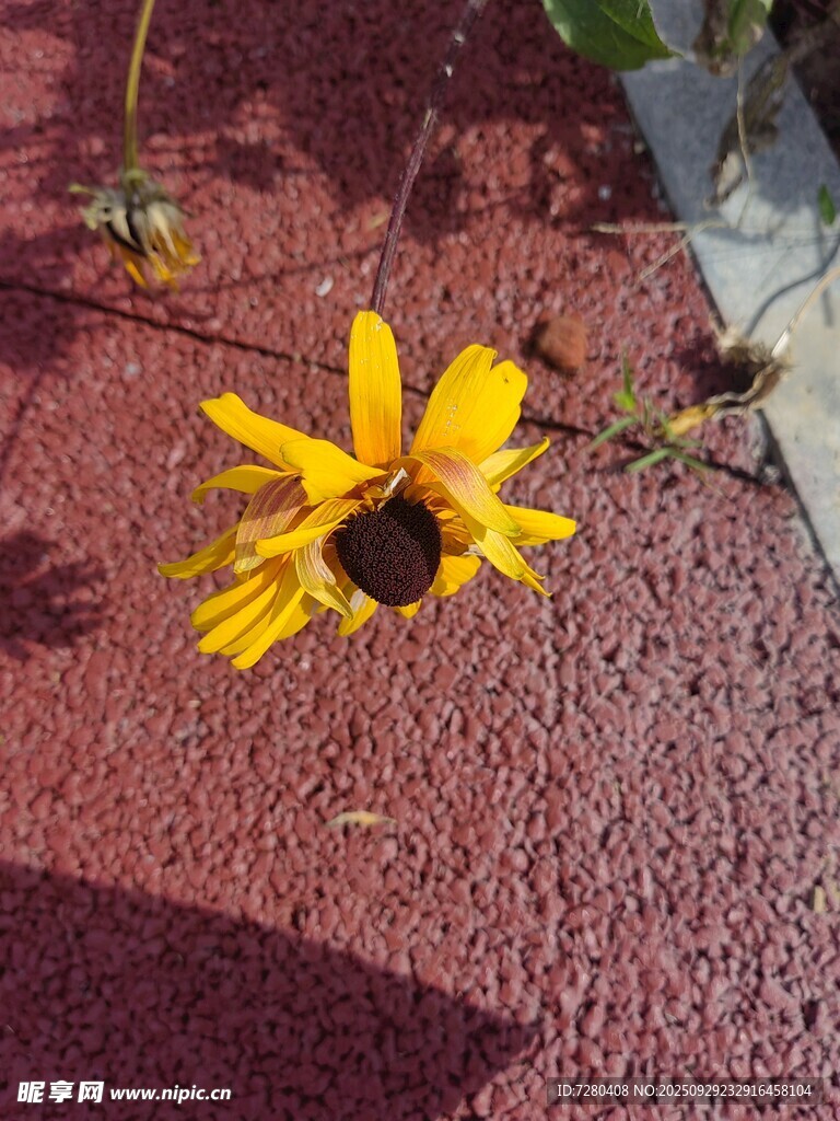 地面上的黄色单朵小野花