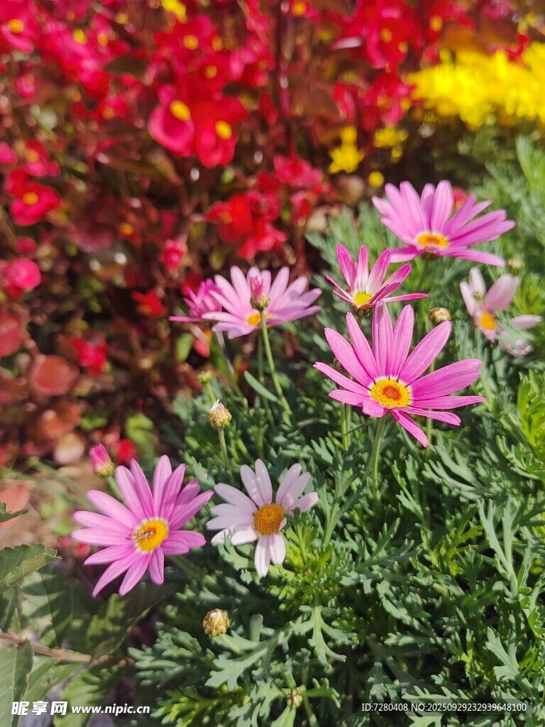 多彩绽放的娇艳粉色花朵