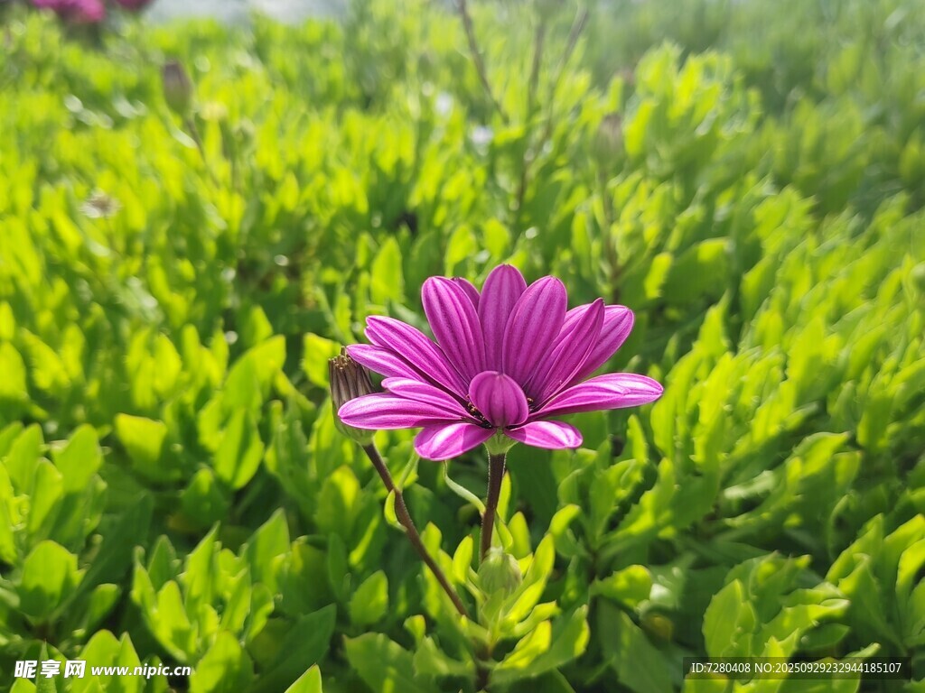 绿叶丛中绽放的艳丽粉花