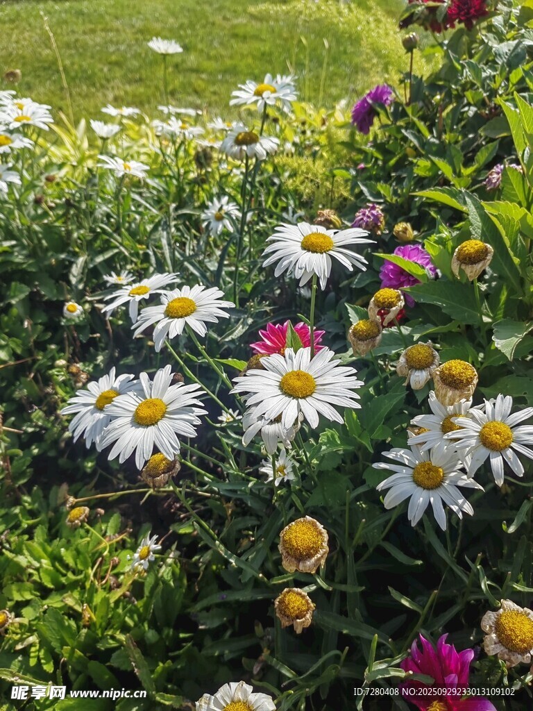 缤纷雏菊绽放于绿意间