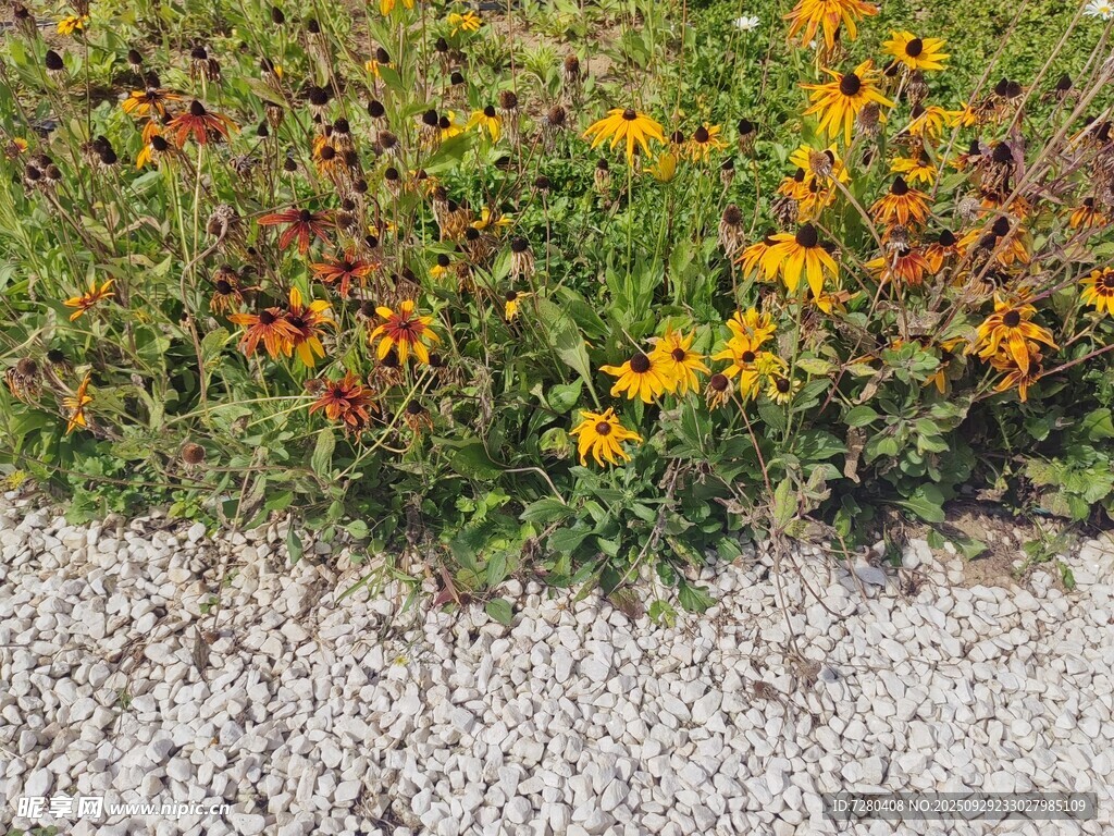碎石边的多彩花卉景观