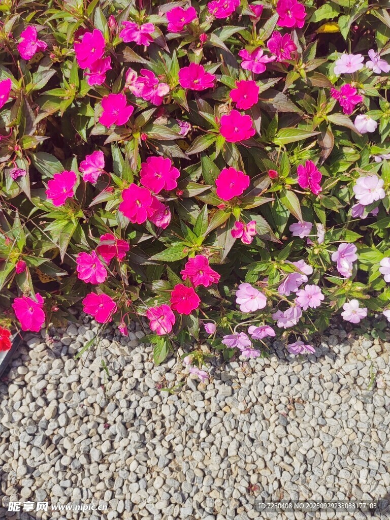 多彩花卉与碎石景观