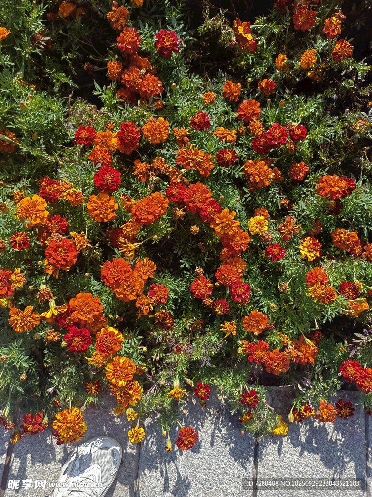 繁花似锦的墙面花卉景观