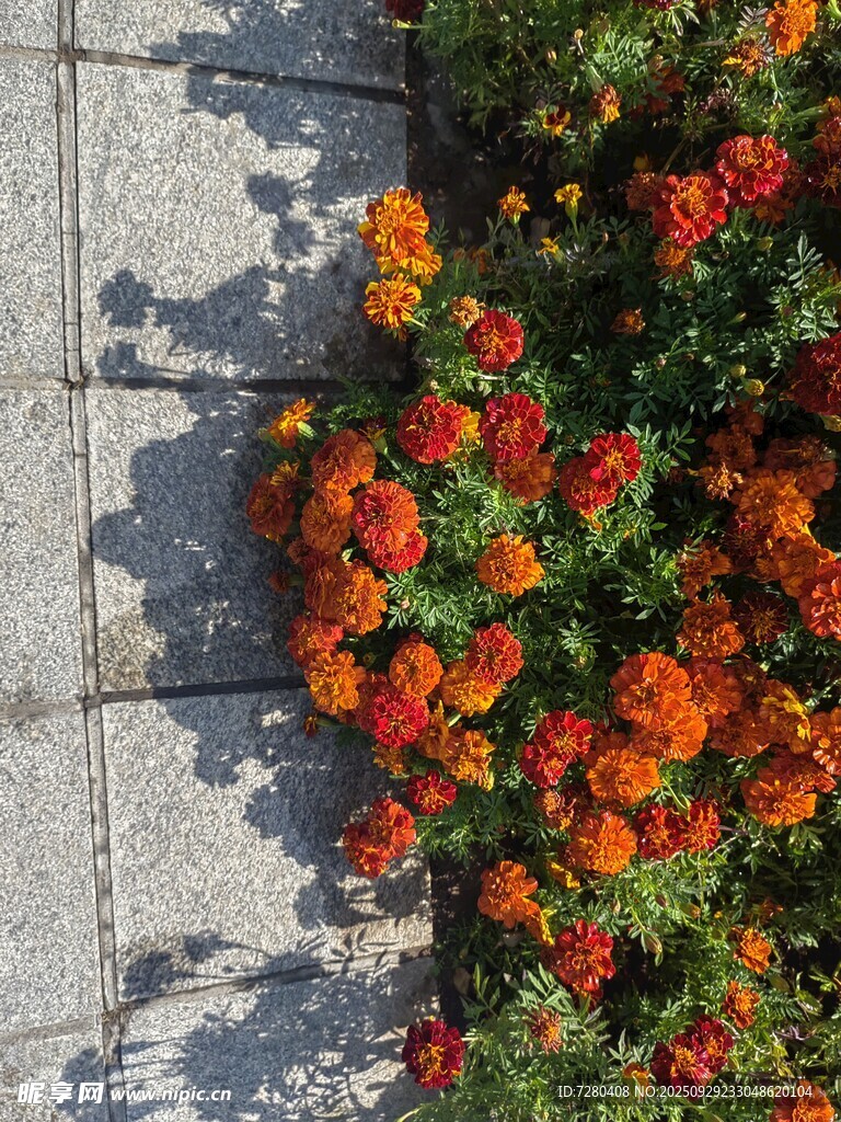 石缝间绽放的艳丽花朵