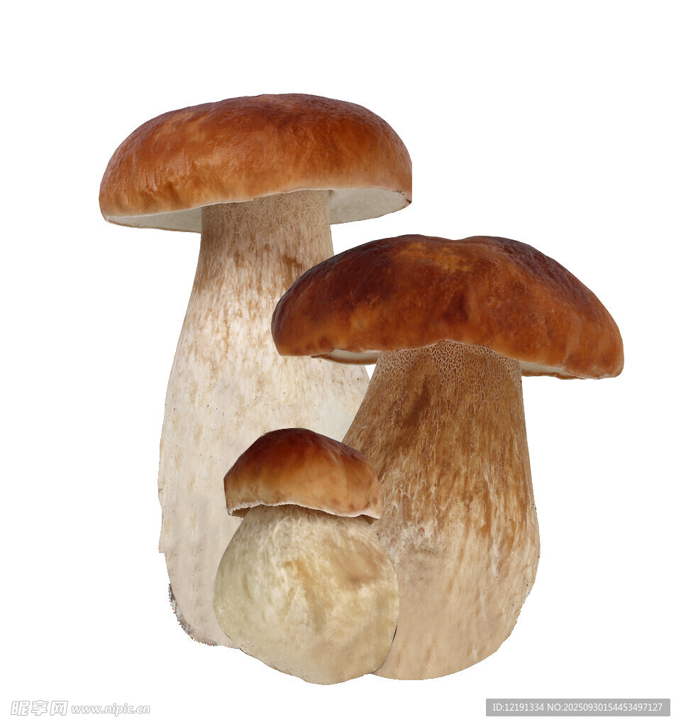 牛肝菌扣好的图 